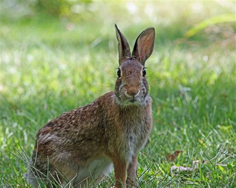 How To Keep Rabbits From Nesting In My Yard
