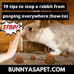 How To Keep Rabbits From Pooping Everywhere