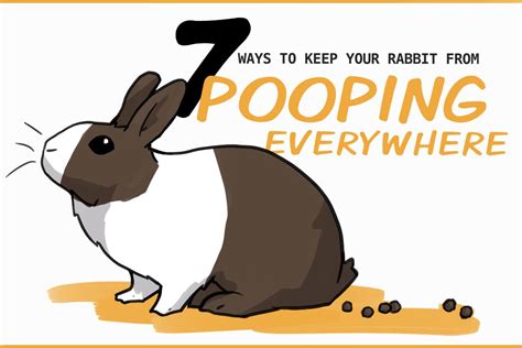 How To Keep Rabbits From Pooping In Your Yard