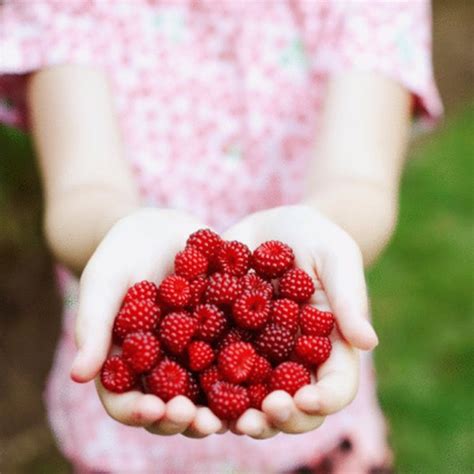 How To Keep Raspberries From Going Bad