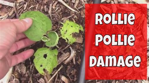 how to keep rolly pollies out of garden