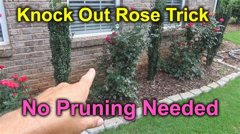 How To Keep Roses From Falling Over