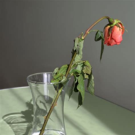 how to keep roses in a vase from drooping