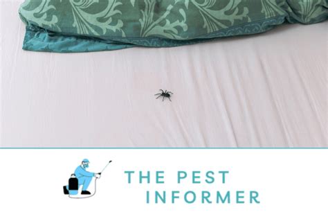 How To Keep Spiders Out My Bedroom
