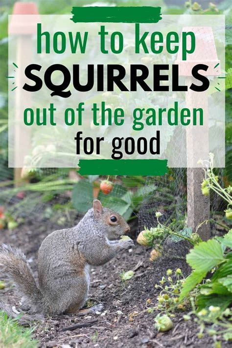 how to keep squirrels and rabbits out of garden