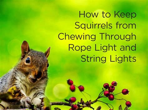 How To Keep Squirrels Off String Lights