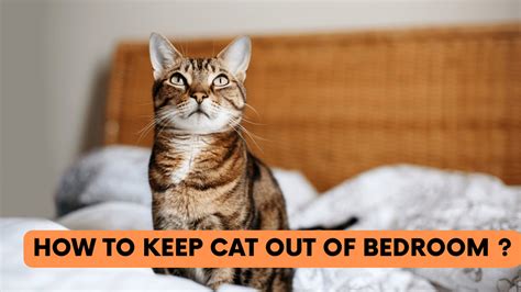 How To Keep The Cat Out Of The Bedroom