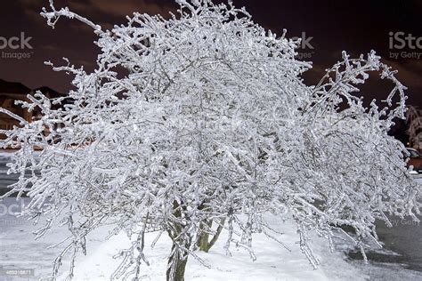 How To Keep Tree From Freezing