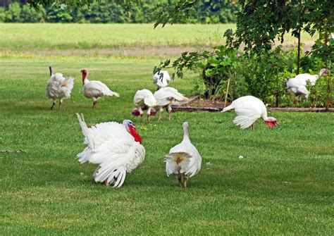 how to keep turkeys out of garden