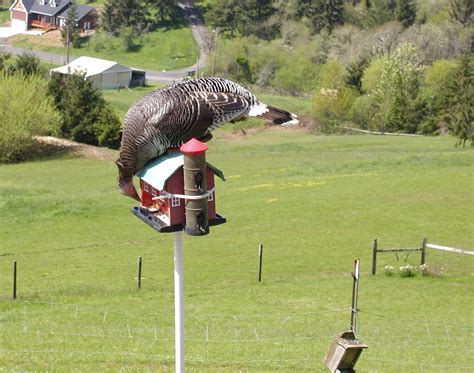 how to keep turkeys out of the garden