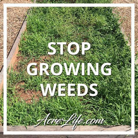 How To Keep Weeds From Growing In A Garden