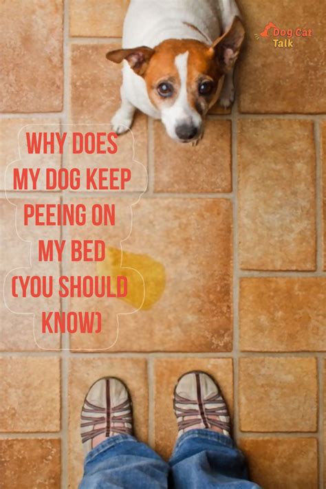 How To Keep Your Dog From Peeing In The Bed