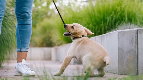 How To Keep Your Dog From Pulling On A Leash