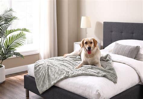 How To Keep Your Dog Out Of The Bedroom