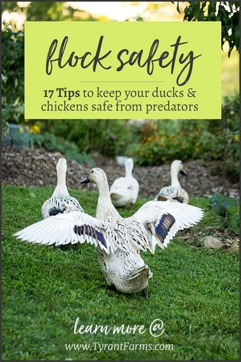 How To Keep Your Ducks Safe From Predators