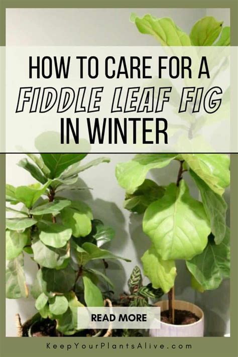 How To Keep Your Fiddle Leaf Fig Alive