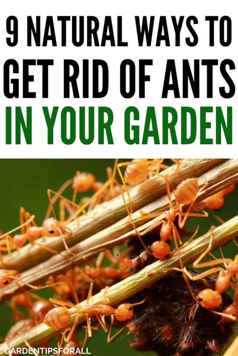 The Best How To Kill Ants In Garden References