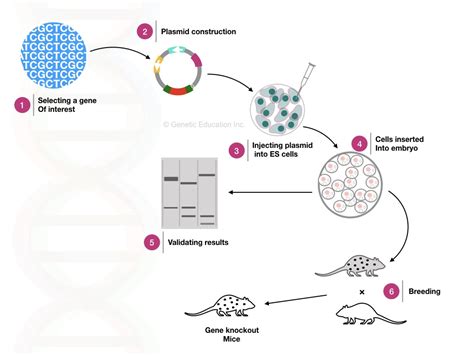 How To Knockout Genes: A Stepbystep Guide