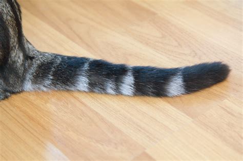 How To Know If A Cat's Tail Is Broken