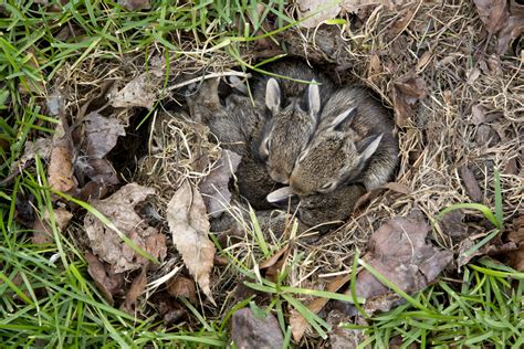 How To Know If There Is A Rabbit Nest In Your Yard