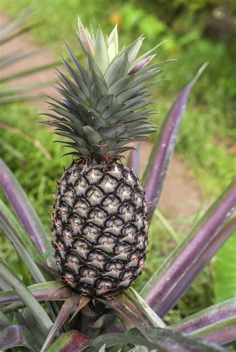 how to know when a pineapple is ready to harvest