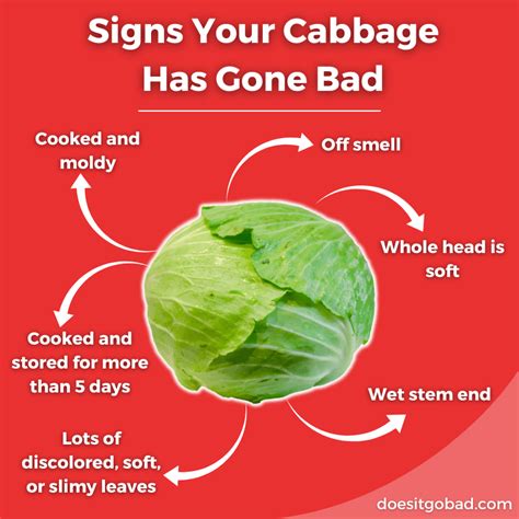 How To Know When Cabbage Goes Bad