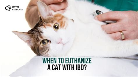 How To Know When To Euthanize An Old Cat