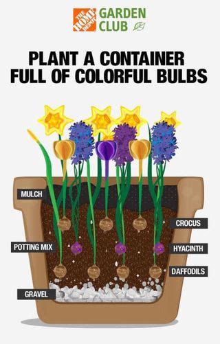 How To Layer Flower Bulbs