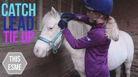 How To Lead A Horse For Beginners
