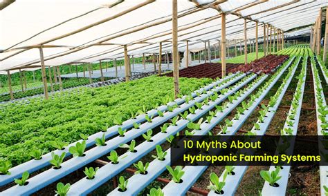 How To Learn Hydroponic Farming