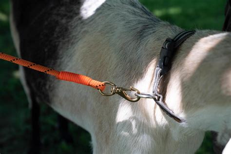 how to leash train goats