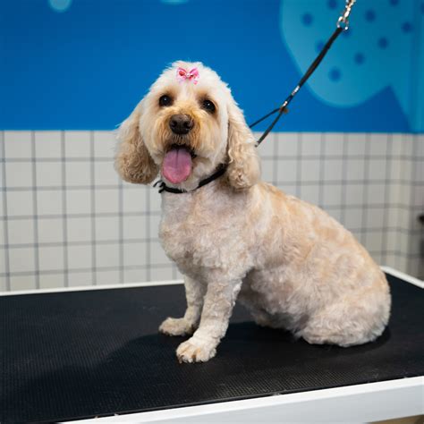 How To Look After Cockapoo Coat