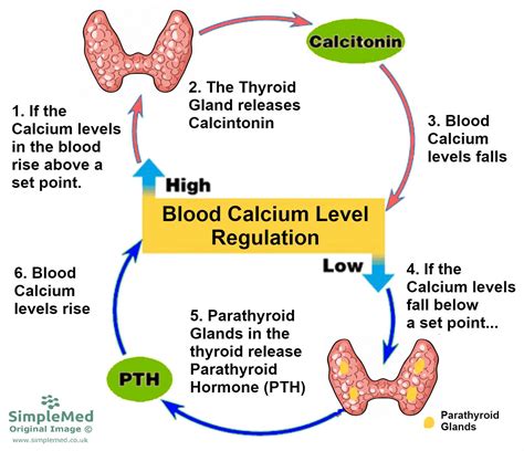 Lower High Calcium Levels: Effective Strategies Revealed
