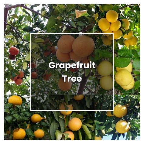 How To Maintain A Grapefruit Tree