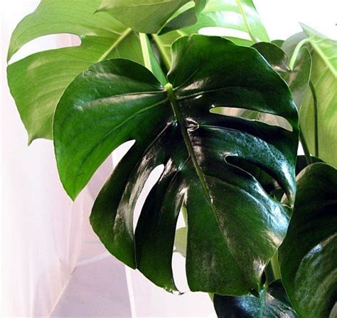 how to maintain philodendron plant