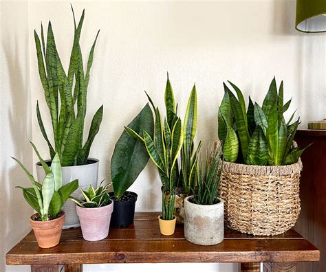 how to maintain snake plant