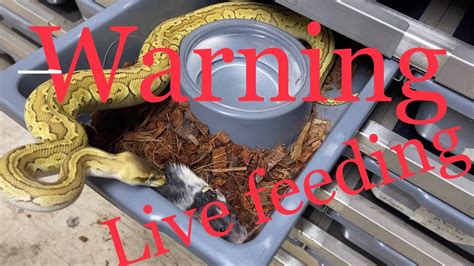 How To Make A Baby Ball Python Eat