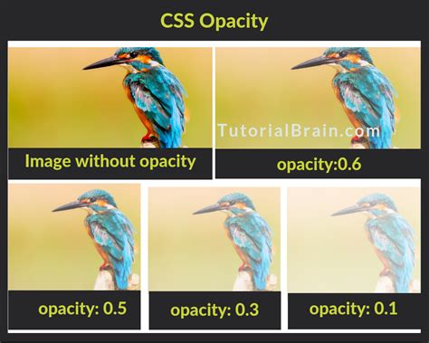 How To Make A Background Image Opacity In Css