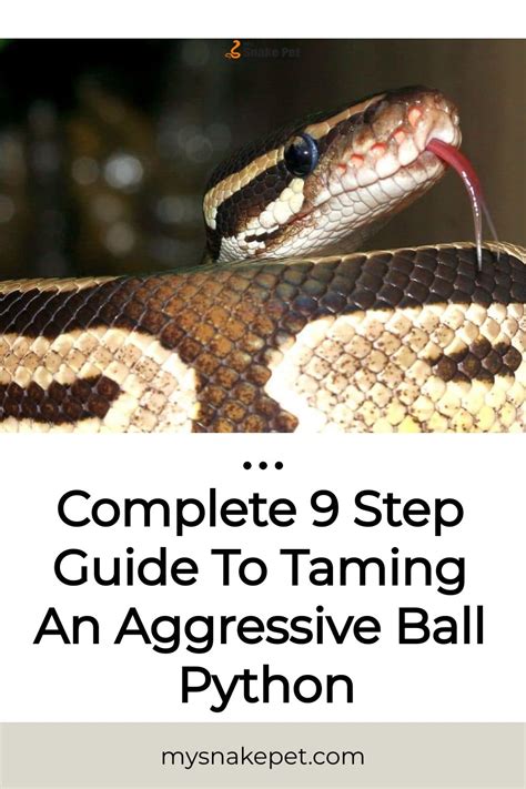 How To Make A Ball Python Aggressive