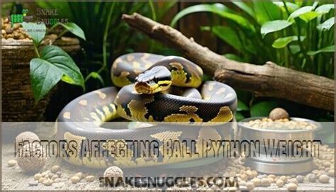 How To Make A Ball Python Gain Weight