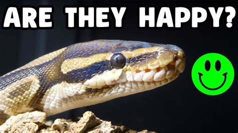 How To Make A Ball Python Happy