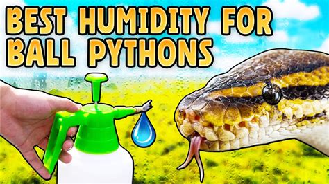 How To Make A Ball Python Humidity