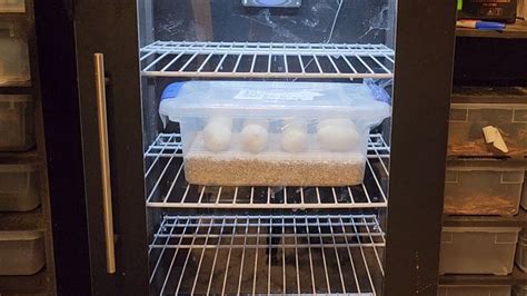 How To Make A Ball Python Incubator
