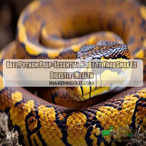 How To Make A Ball Python Poop