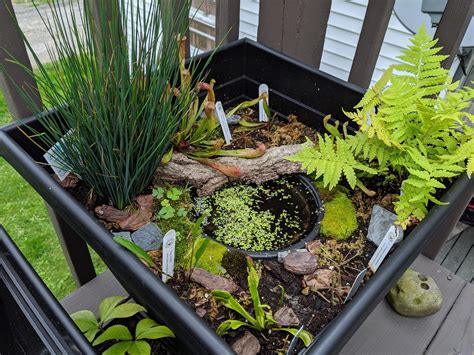 How To Make A Bog Garden In A Container