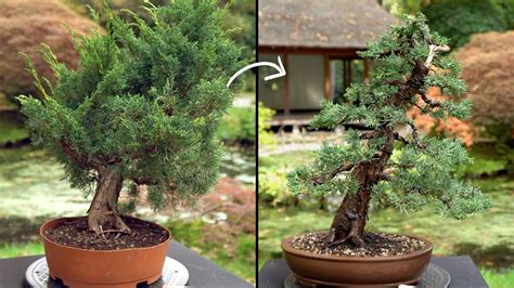 How To Make A Bonsai From A Juniper