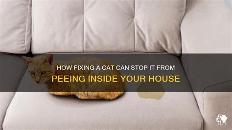How To Make A Cat Stop Peeing Inside