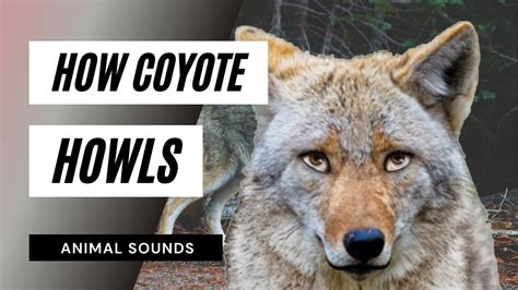 how to make a coyote howl