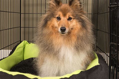 How To Make A Dog Feel Comfortable In A Crate
