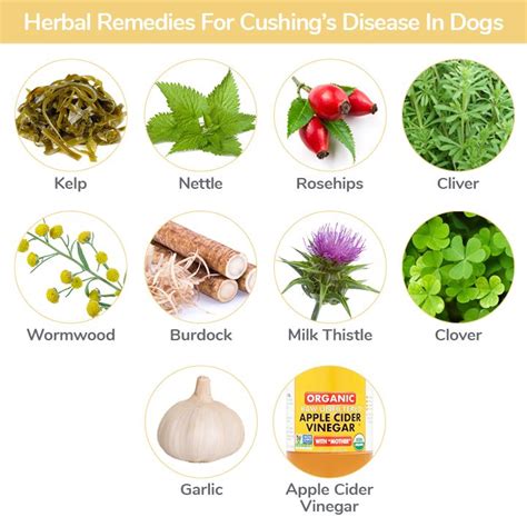 How To Make A Dog With Cushing's Comfortable